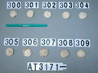 藏品(芋螺貝)的圖片